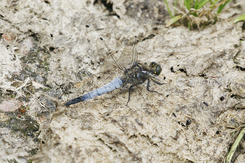 黑尾蜻蜓(Orthetrum cancellatum)雄性